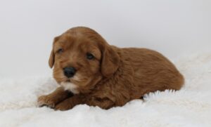 therapy dogs labradoodle puppies