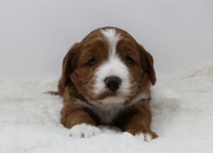 Oregon labradoodle puppies red minis