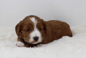 Puppy culture breeder labradoodles puppies nonshedding