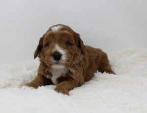 mini red labradoodle puppies available Oregon Portland Salem 