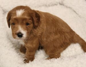 Three weeks Peep pen