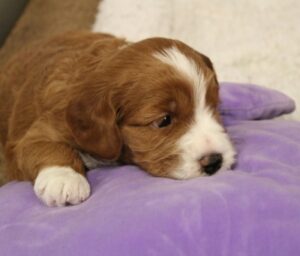 mini red labradoodles best puppies breeder