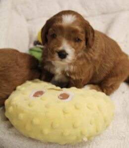 red mini labradoodle puppies Sherwood Oregon Tigard Portland Salem