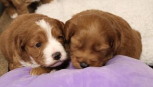 Beaverton Oregon labradoodle puppies breeder