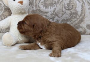 labradoodles puppies available Puppy Culture