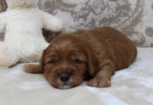 best Oregon labradoodle breeder Salem Portland Beaverton