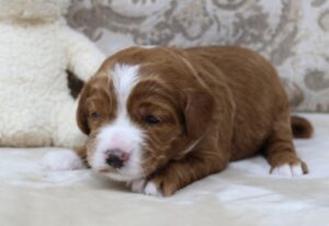 Daisy and Oakley's puppies