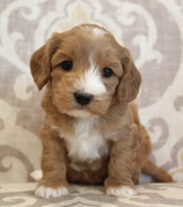 mini labradoodles therapy dogs bio sensor