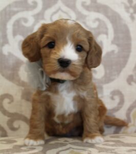 Puppy Culture breeders labradoodles Portland Oregon Salem McMinnville