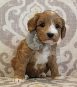 Kylie and Nelson's puppies are here!