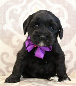 mini labradoodles Oregon best breeder