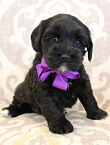 Kylie and Nelson's puppies are here!