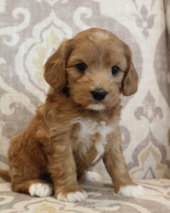 Oregon labradoodle puppy breeder puppies available