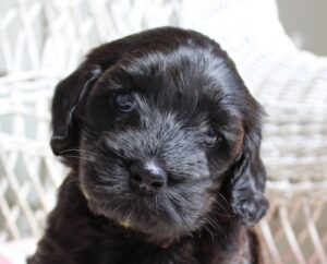 Kylie and Nelson's puppies are here!