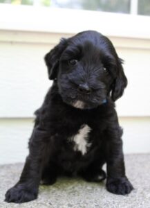 best labradoodle breeder puppies available therapy dogs