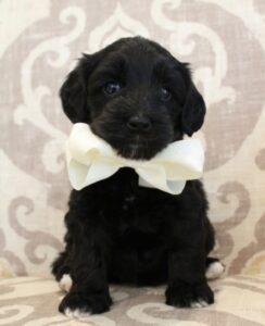 Oregon labradoodles Washington labradoodle puppies 