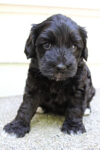 Five weeks Kristy outside