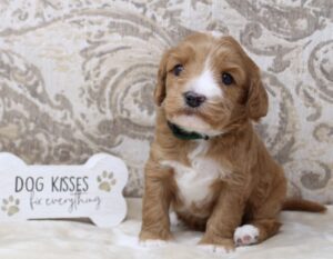 black mini labradoodle puppies available now