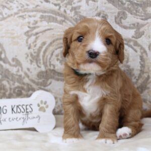 Kylie and Nelson's puppies are here!