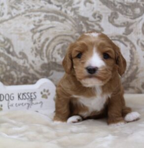 labradoodle puppies available Yamhill County McMinnville