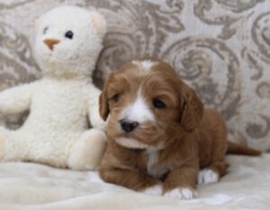 Oregon labradoodles Washington labradoodle breeders