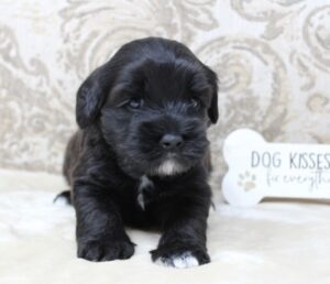 Oregon best labradoodle breeder Puppy Culture puppies