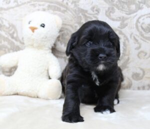 labradoodle puppies mini therapy dogs