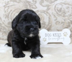 best labradoodle breeders Portland Oregon Salem Beaverton McMinnville