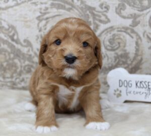 best labradoodle breeder Portland Oregon Vancouver Salem Tigard Sherwood