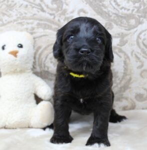 best labradoodle breeder Oregon Salem Portland Vancouver puppies