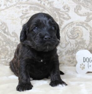 Puppy Culture labradoodle puppies breeder 