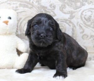 biosensor puppies therapy dogs mini labradoodles