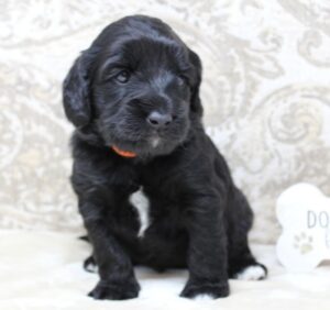 Kylie and Nelson's puppies are here!