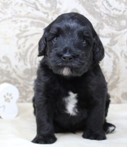 Oregon labradoodles breeder puppies available