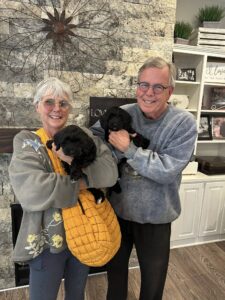 red labradoodle puppies available