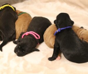 black mini labradoodles best Oregon breeder labradoodle puppies