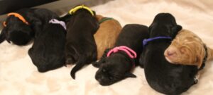 Puppy Culture breeder puppies labradoodles