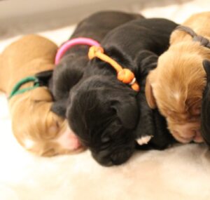 mini labradoodle puppies available