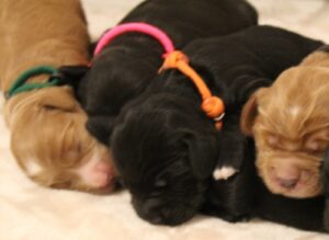 Kylie and Nelson's puppies are here!