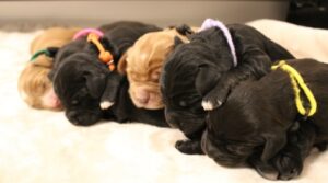 Mostly, all they will do is eat and sleep for the next couple of weeks.