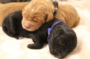 Kylie and Nelson's puppies are here!