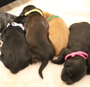 Kylie and Nelson's puppies are here!