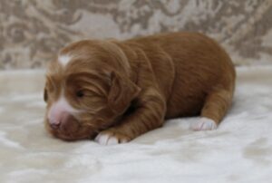 Photo Galley of Valley Vineyard Labradoodles