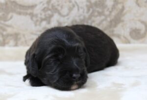 mini therapy labradoodles Portland Salem Beaverton Oregon