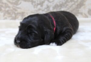 Australian labradoodles breeder puppies Oregon Washington Vancouver