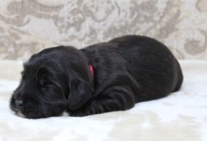 Kylie and Nelson's puppies are here