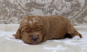 Kylie and Nelson's puppies are here!