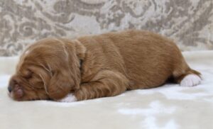 One week Keegan black collar