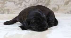 labradoodle puppies available now