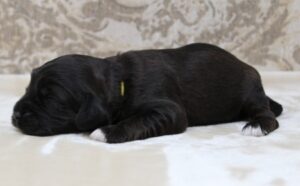 One week Kelly yellow collar